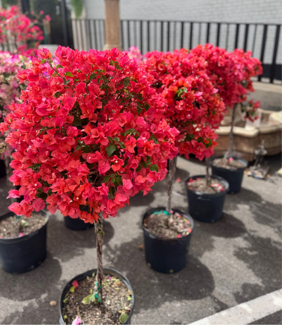 Orange Bougainvillea