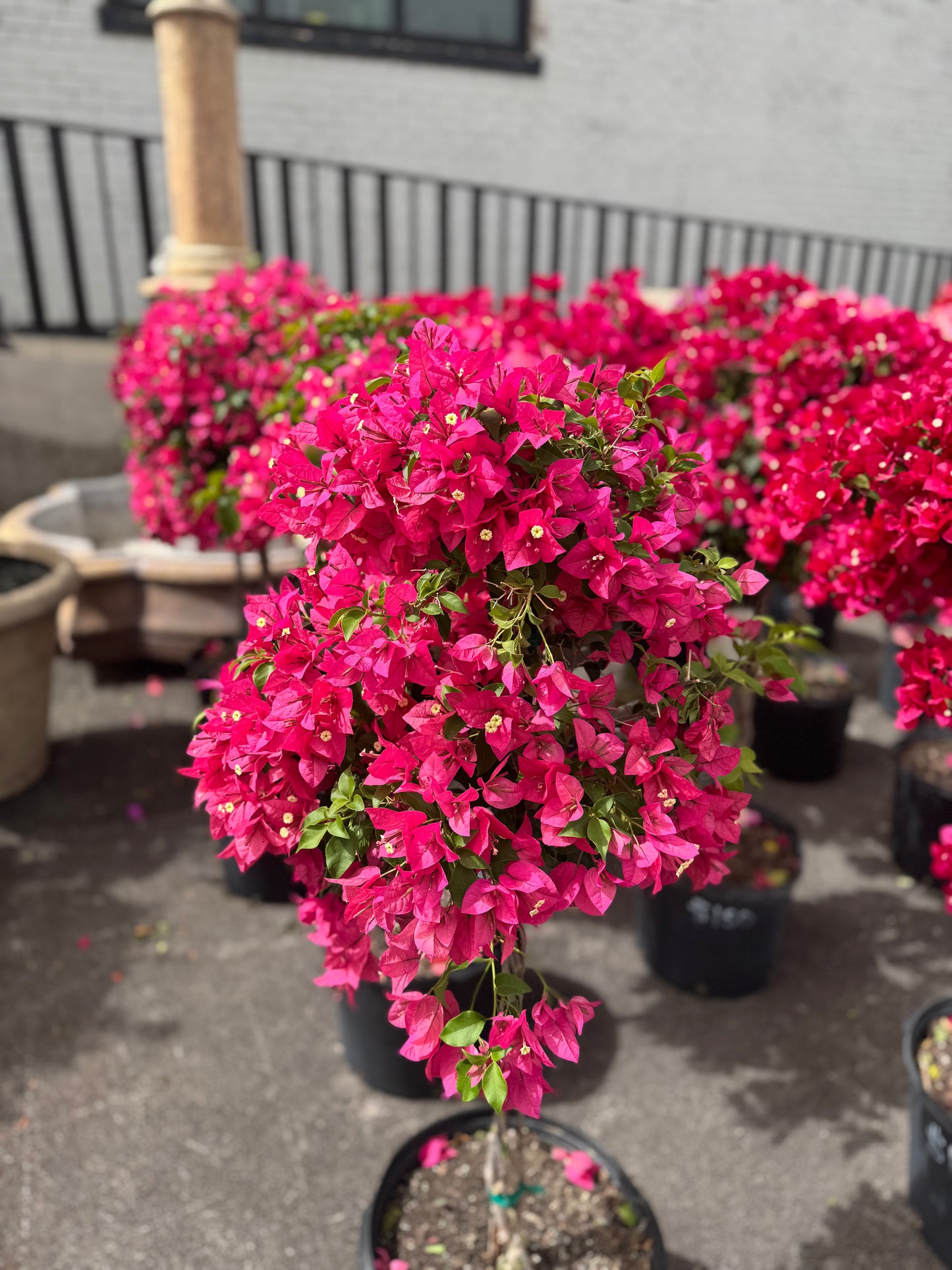 Pink Bougainvillea Tree