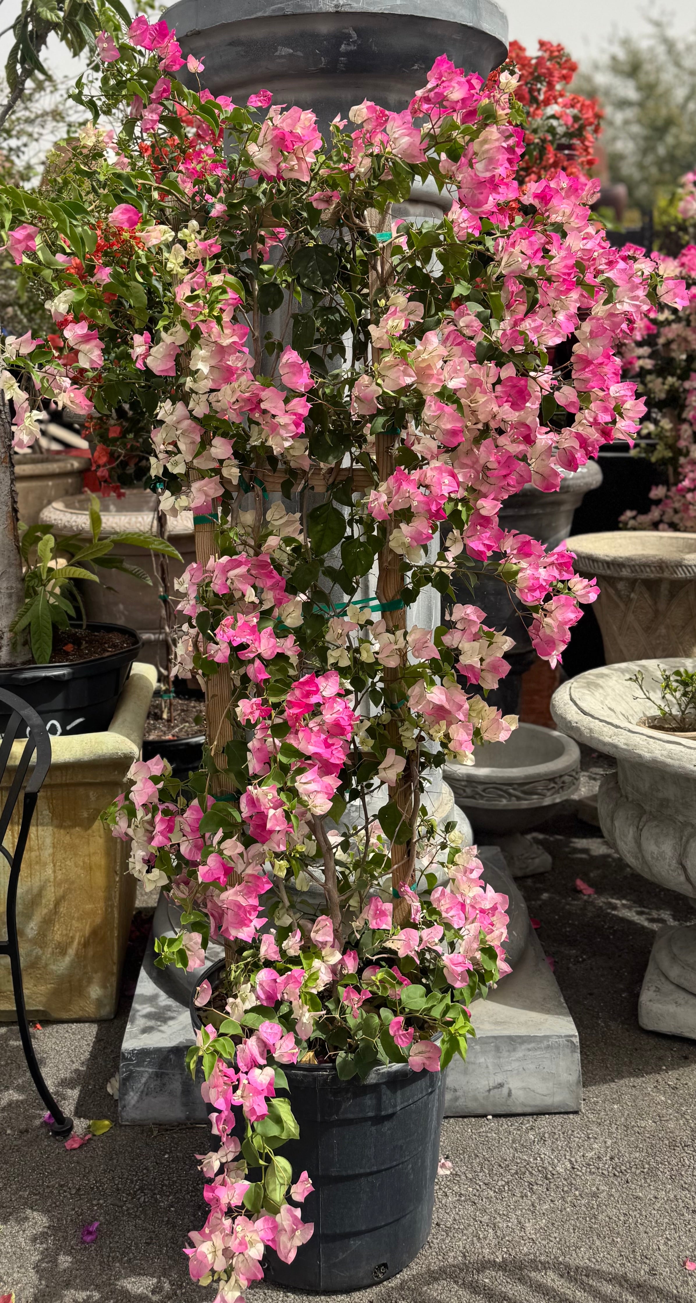 Soft Pink Bougainvillea Trellis Plants N Petals soft-pink-bougainvillea-trellis-plants-n-petals