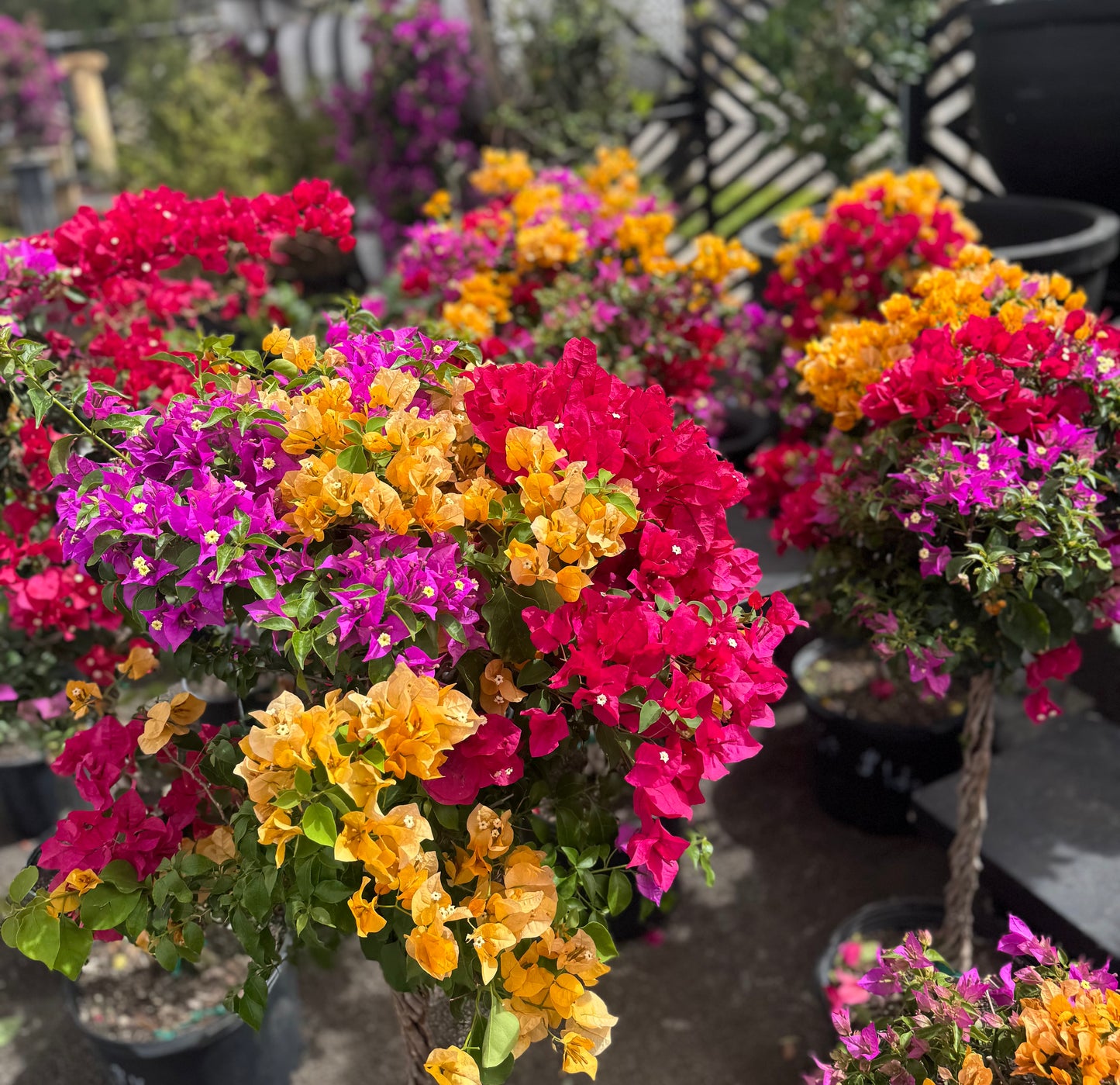 Multi-Colored Bougainvillea Tree
