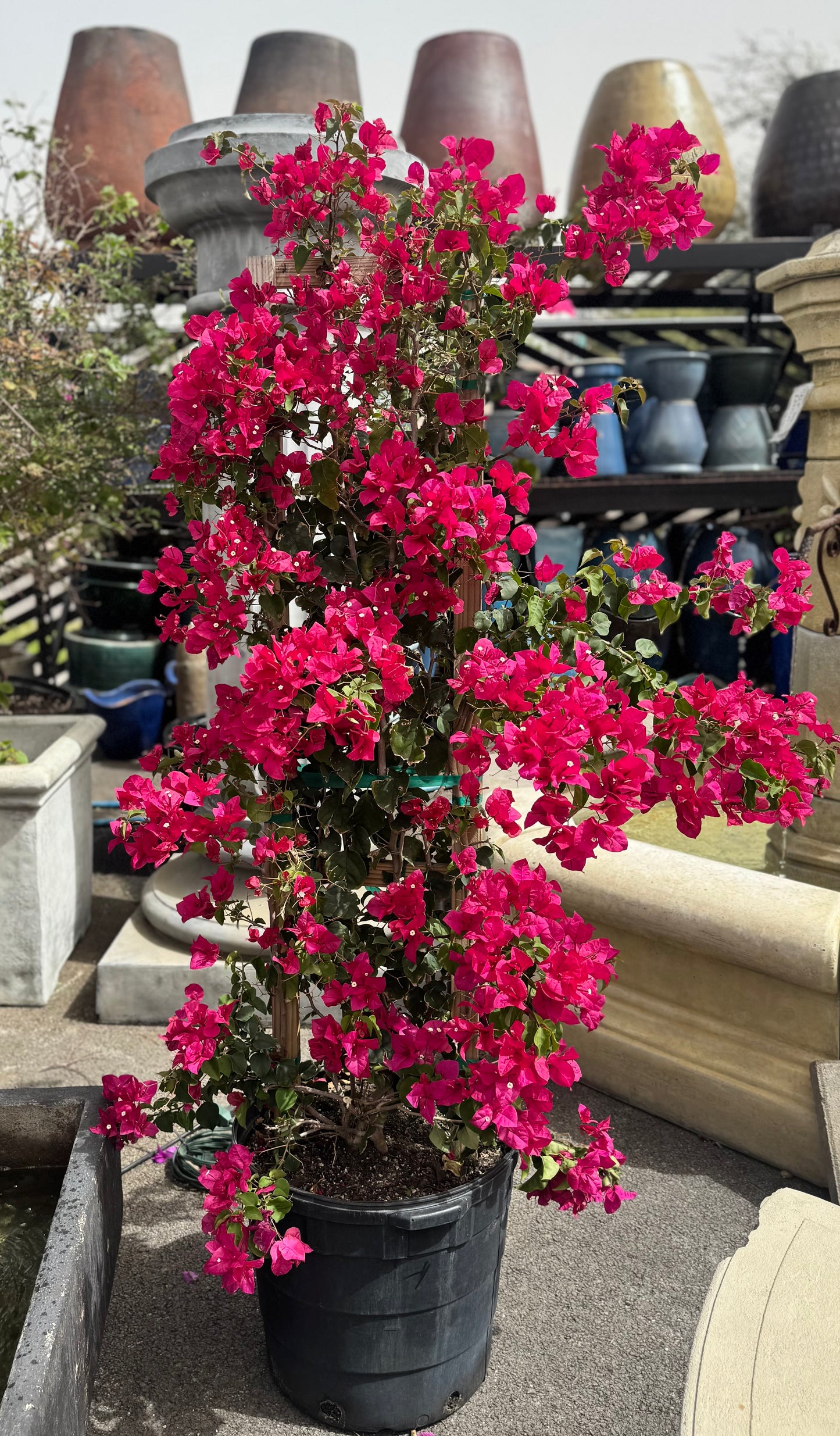 Fuschia Bougainvillea Trellis
