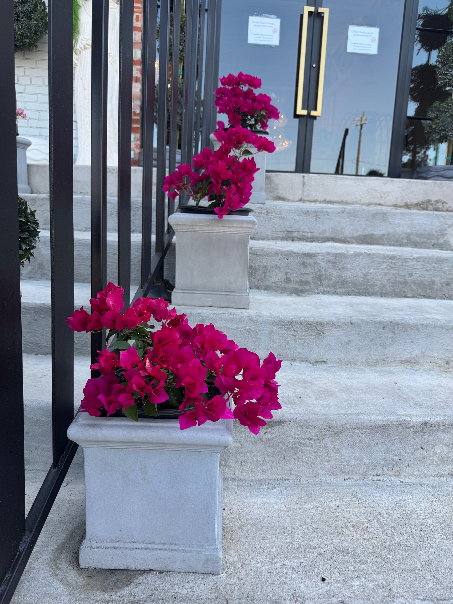 8” Fuschia Bougainvillea with Pot