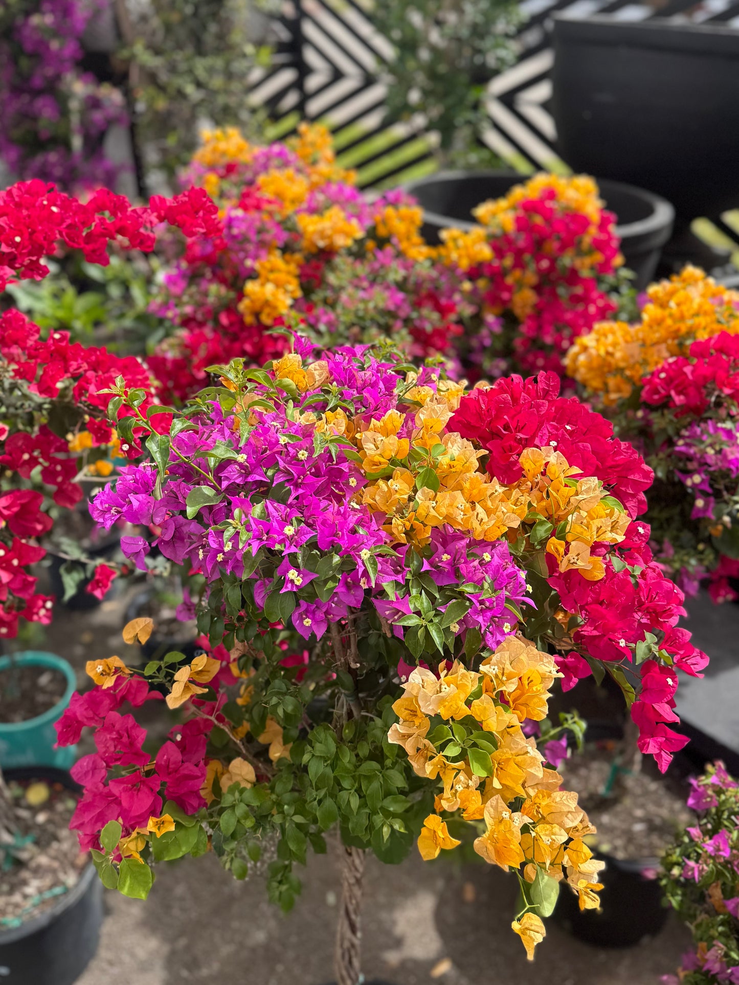 Multi-Colored Bougainvillea Tree
