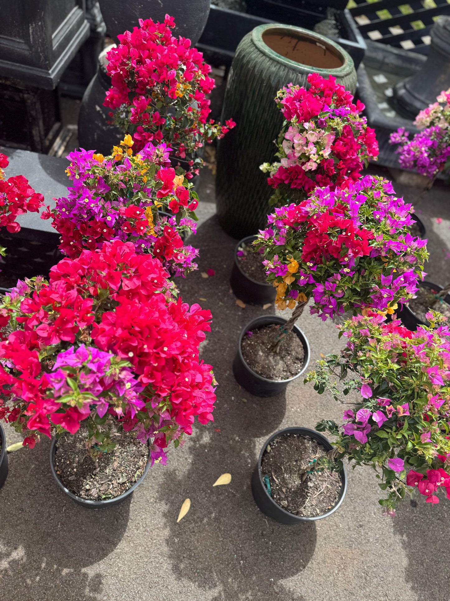 Multi-Colored Bougainvillea Tree
