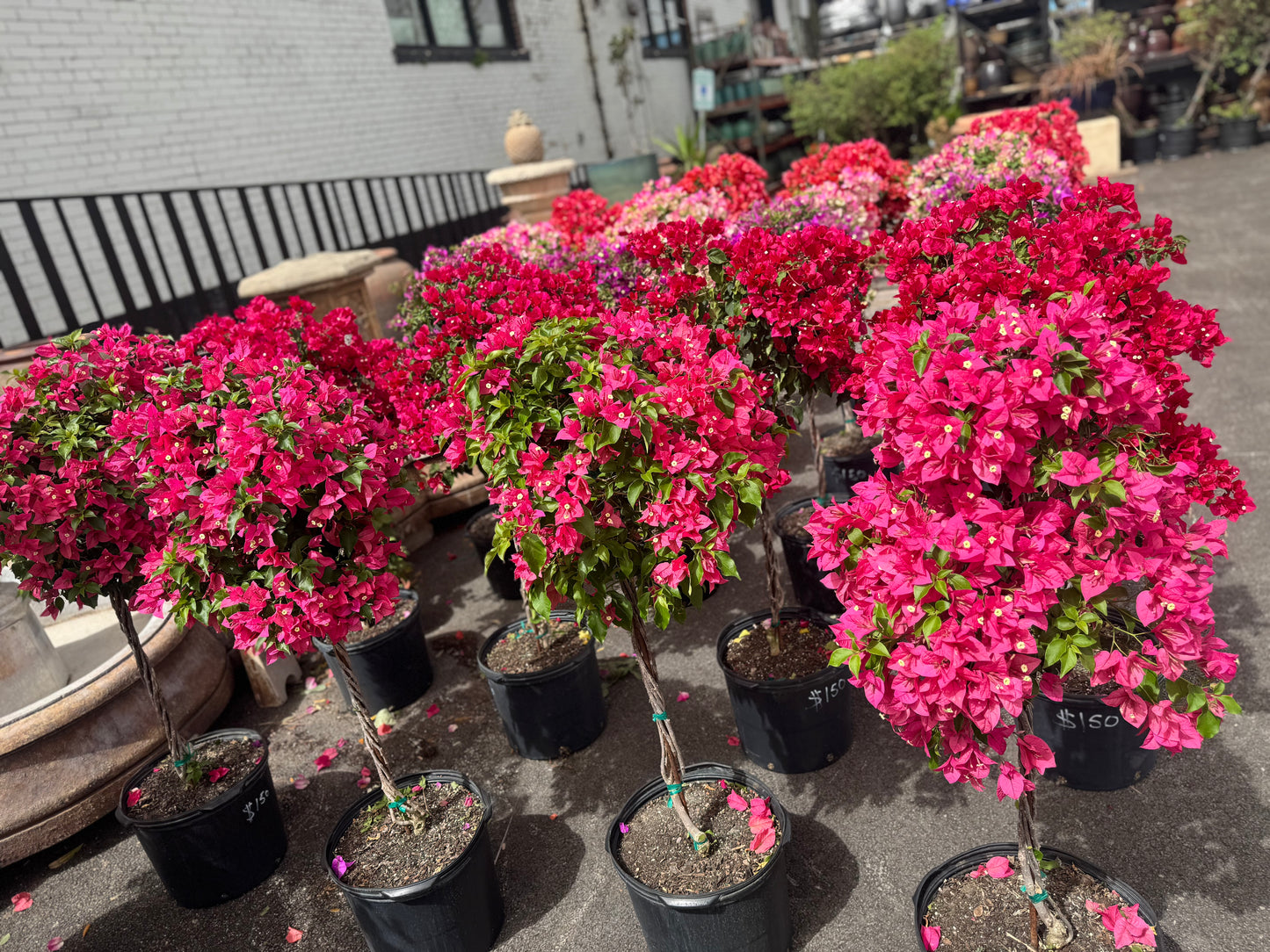 Pink Bougainvillea Tree