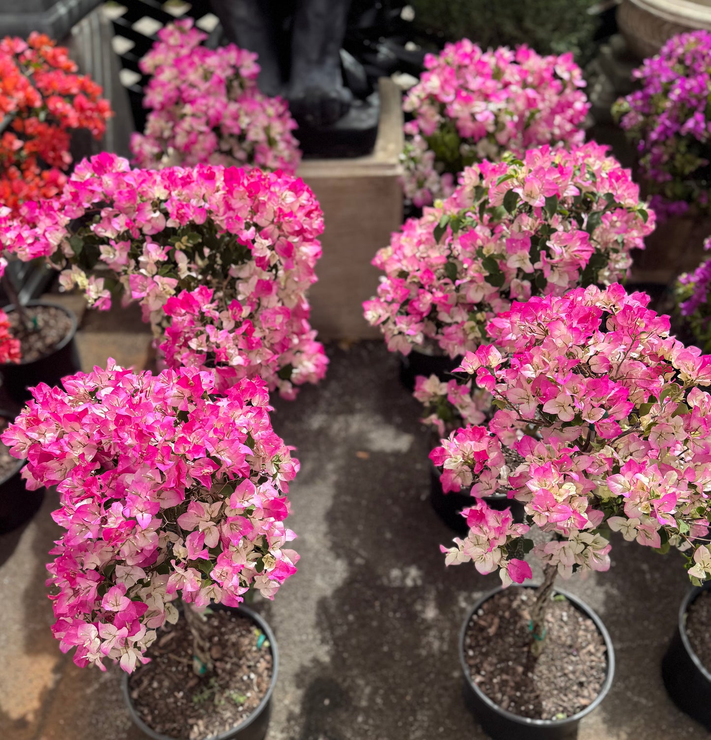 Soft Pink Bougainvillea