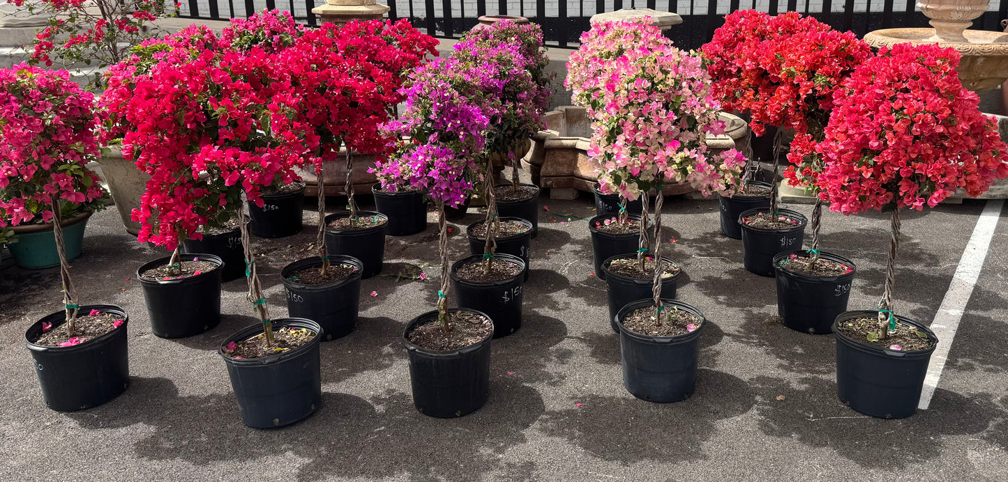 Soft Pink Bougainvillea
