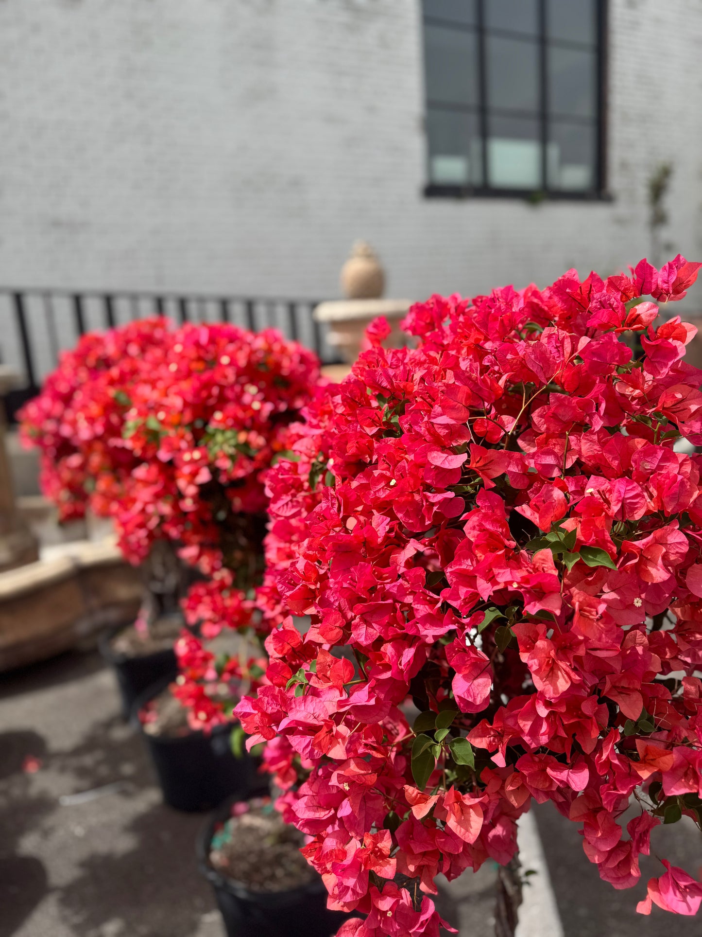 Orange Bougainvillea