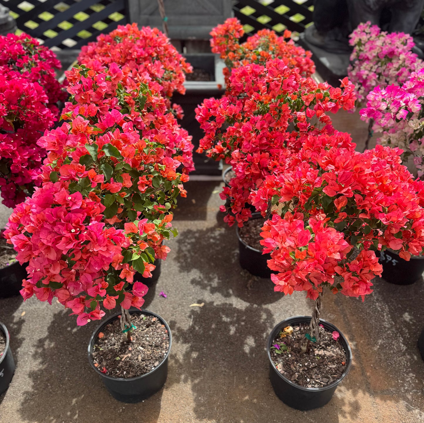 Orange Bougainvillea