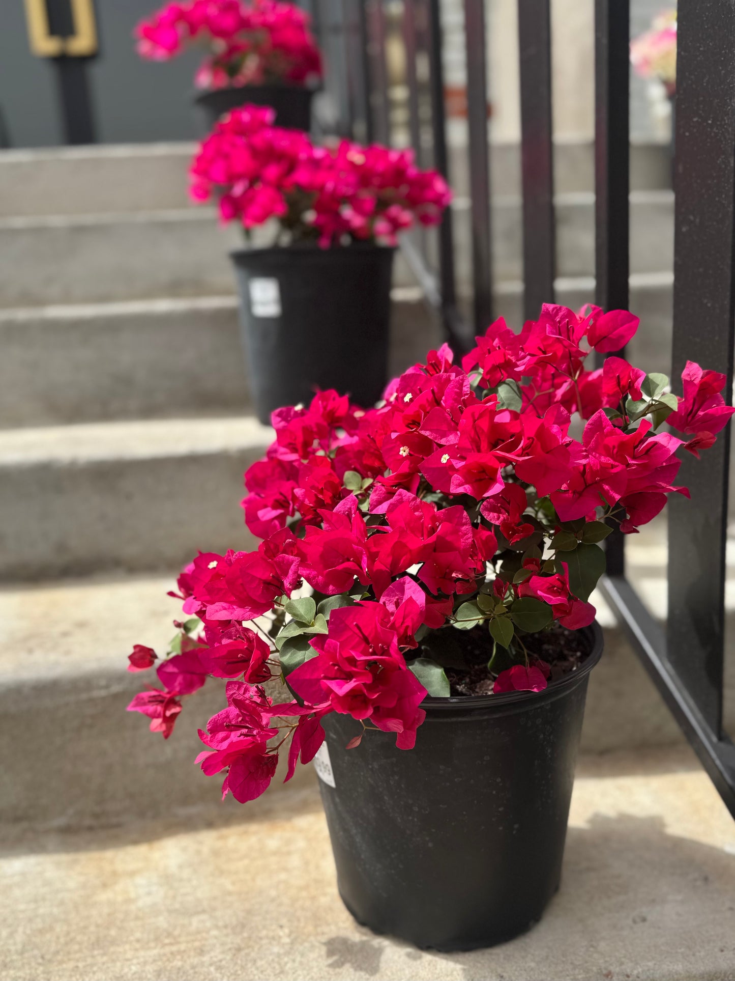 8” Fuschia Bougainvillea