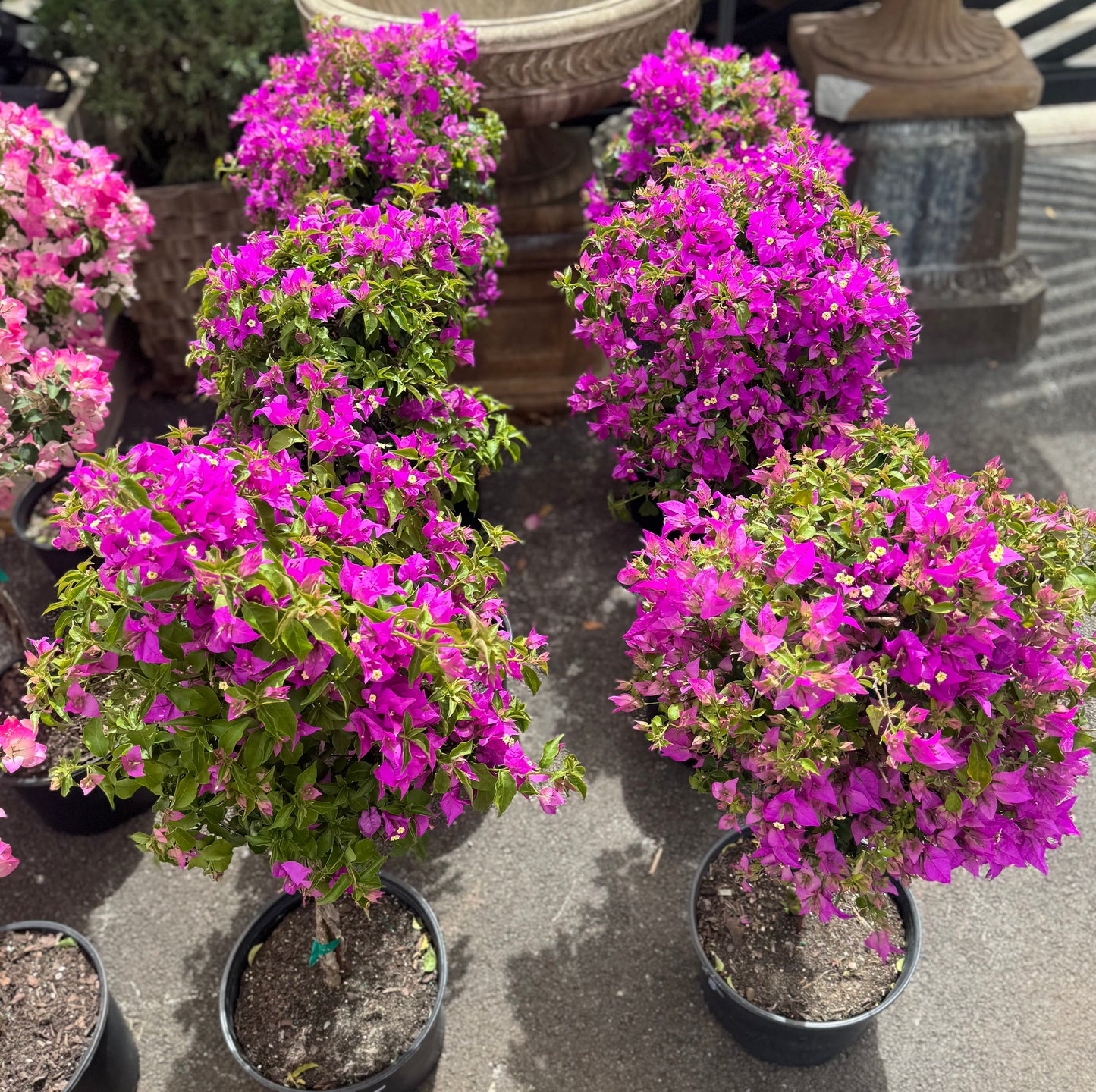 Purple Bougainvillea Tree