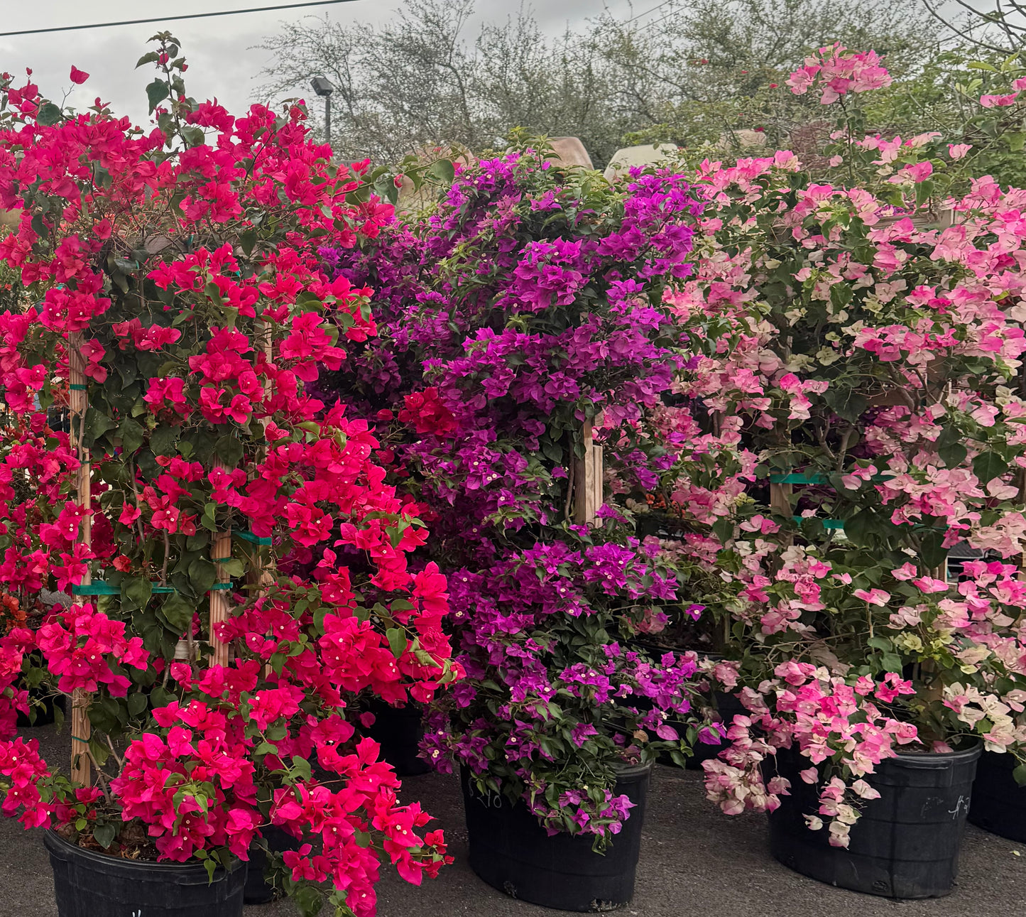 Purple Bougainvillea Trellis