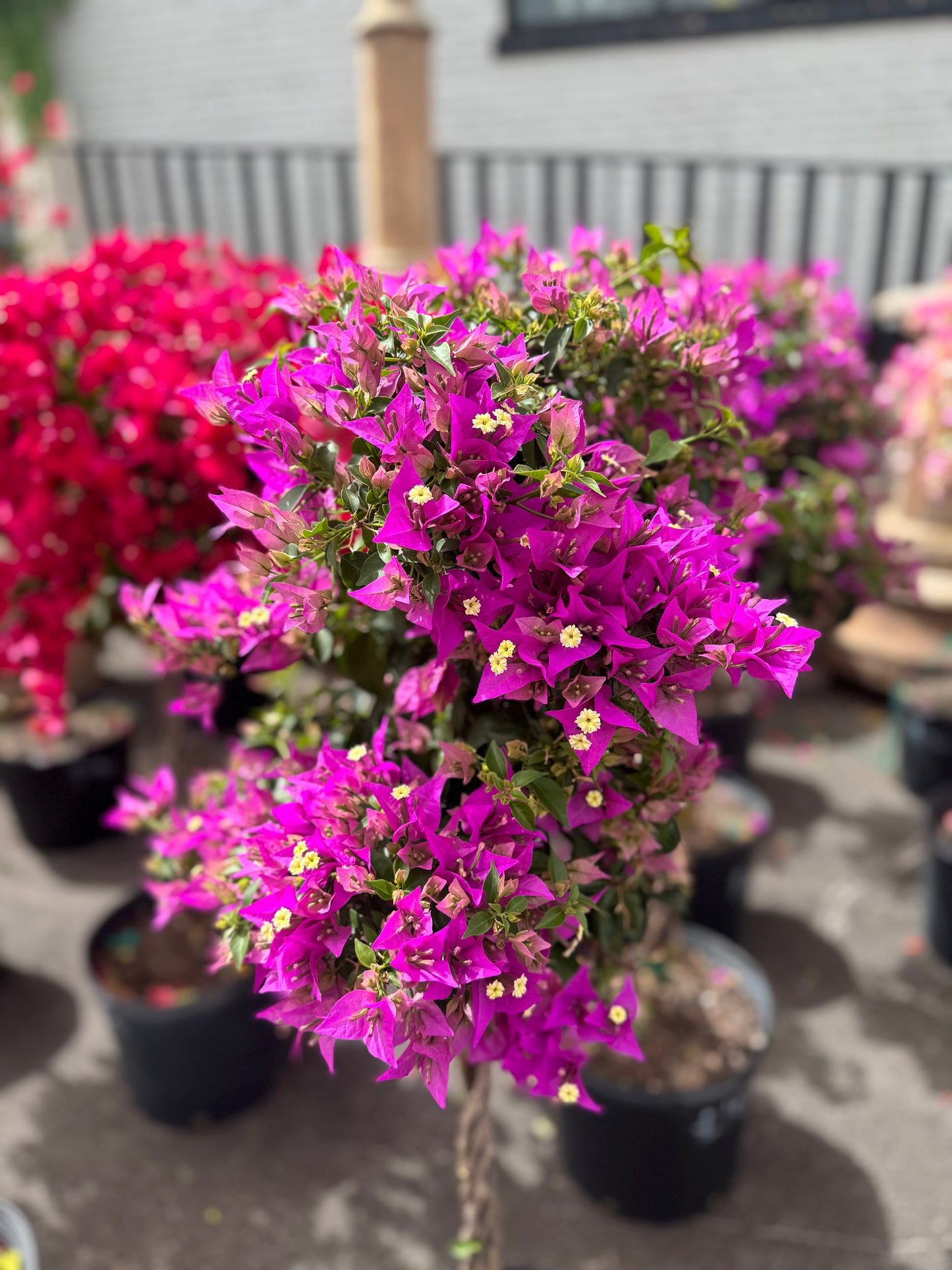 Purple Bougainvillea Tree
