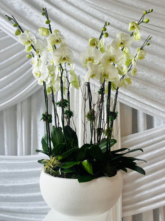 Modern Orchids