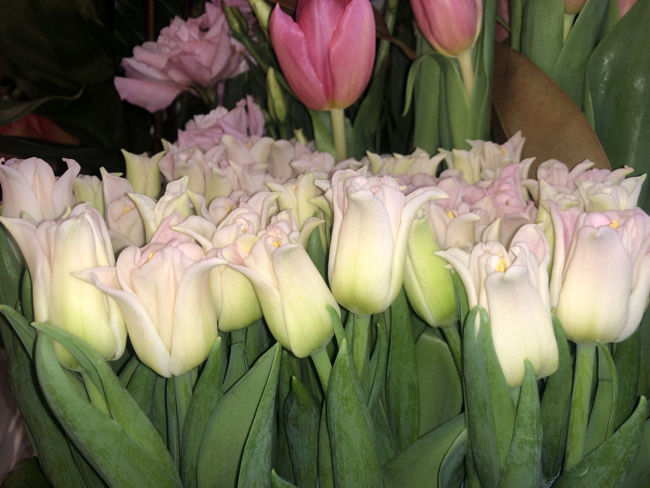 Tulipsss
