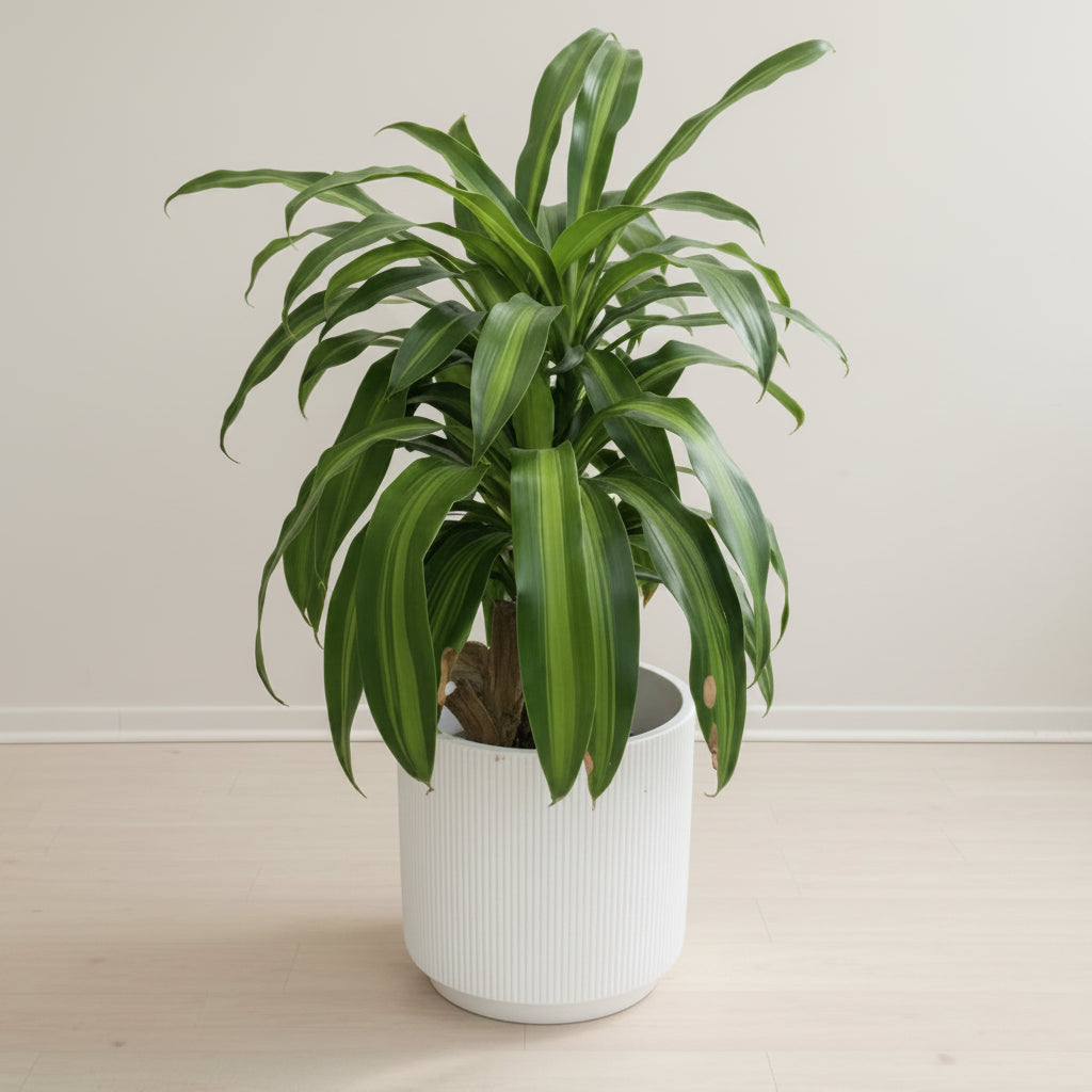 Corn Plant