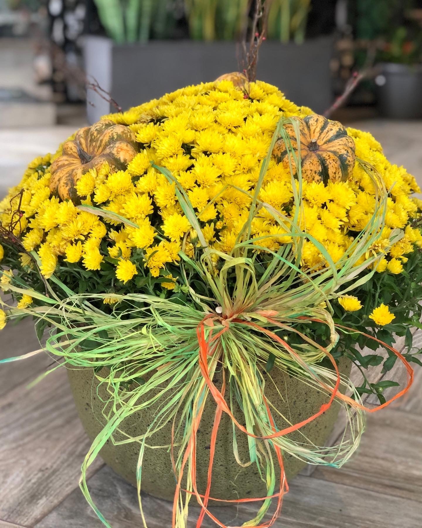 Mum Plant