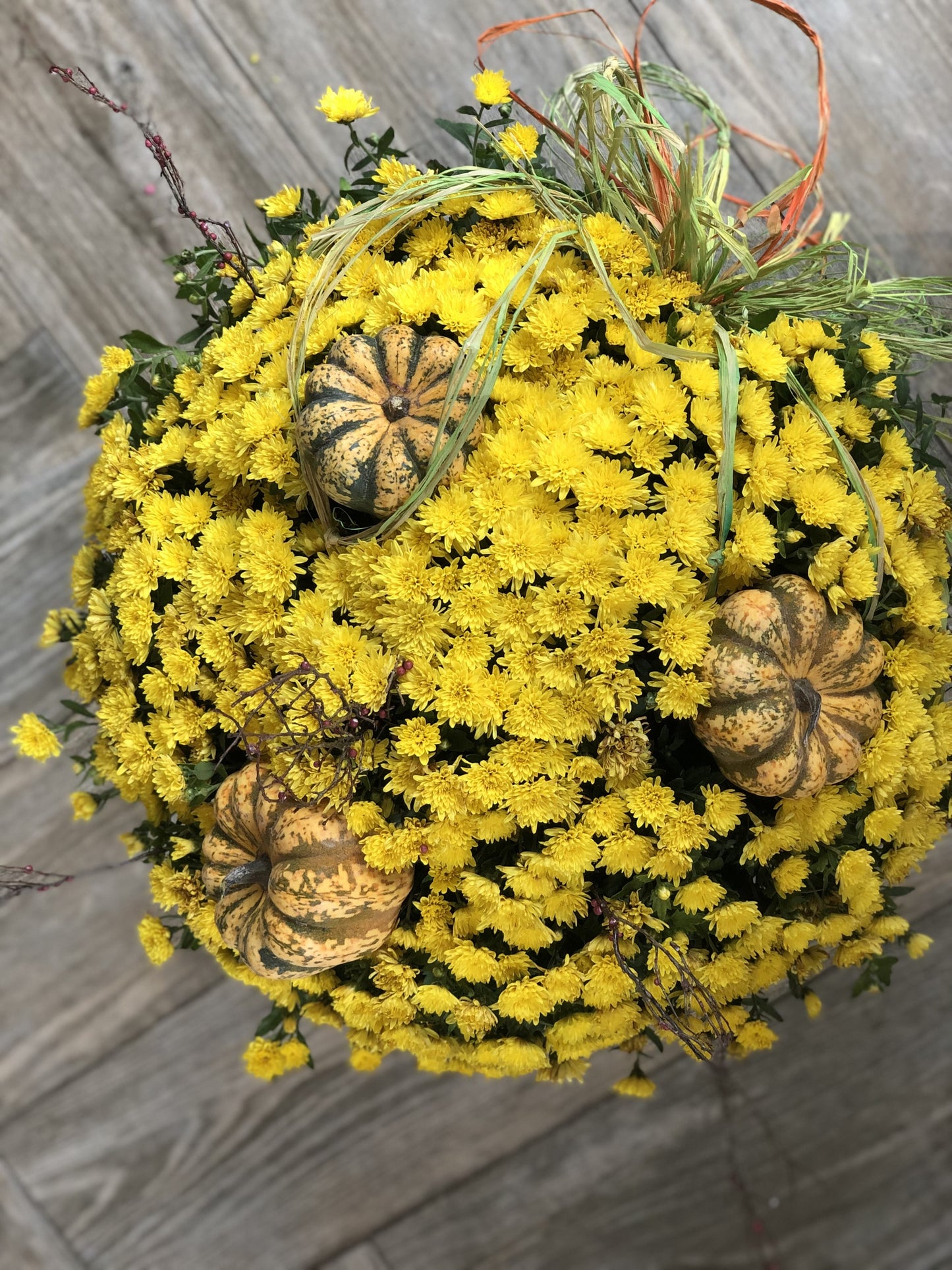 Mum Plant