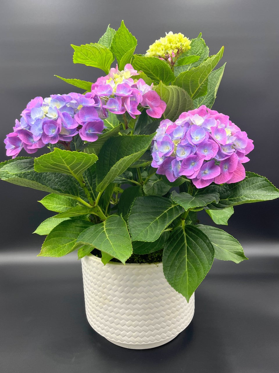 Mother's Favorite Plant