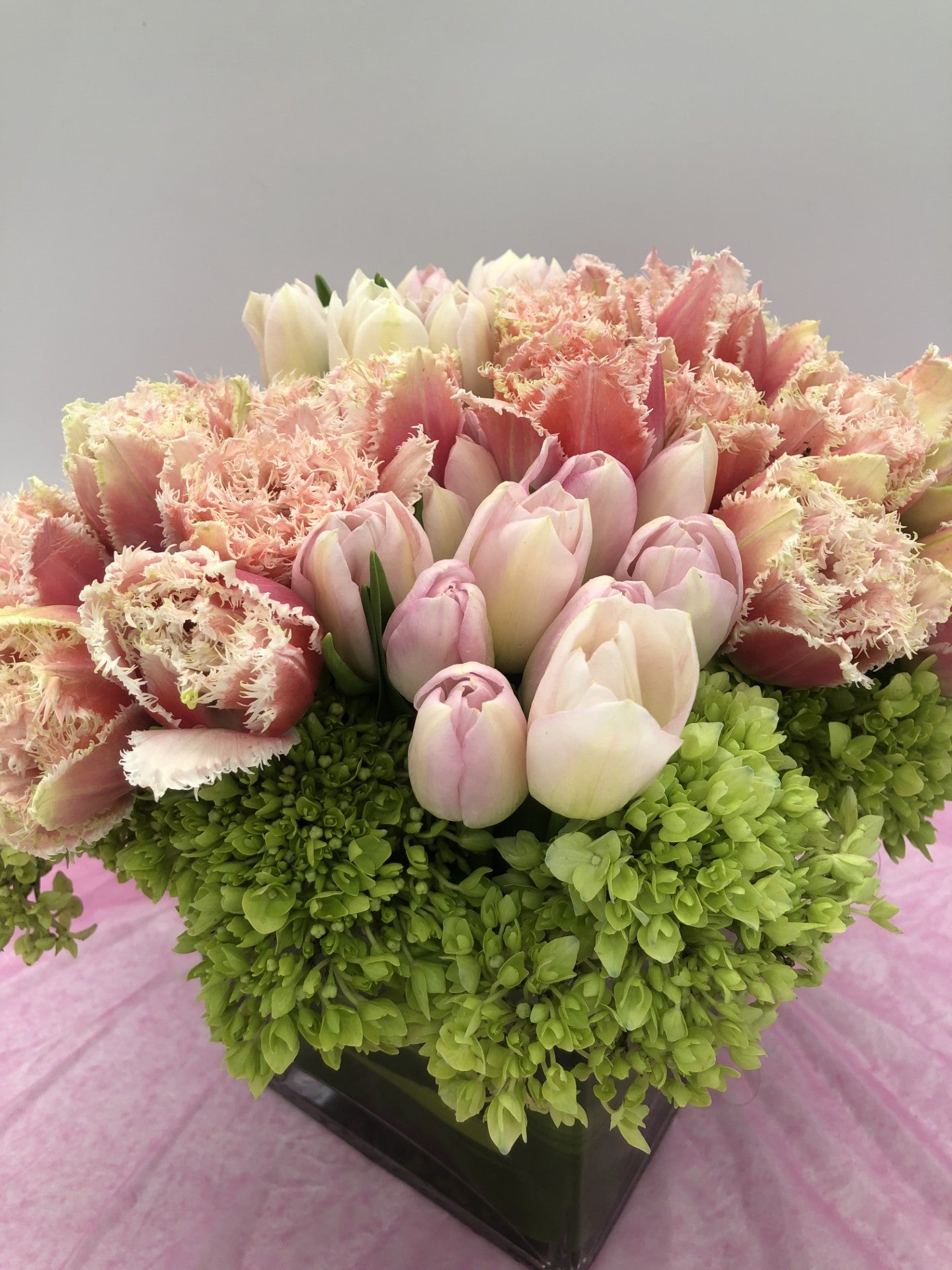 Pink Fringed Tulips