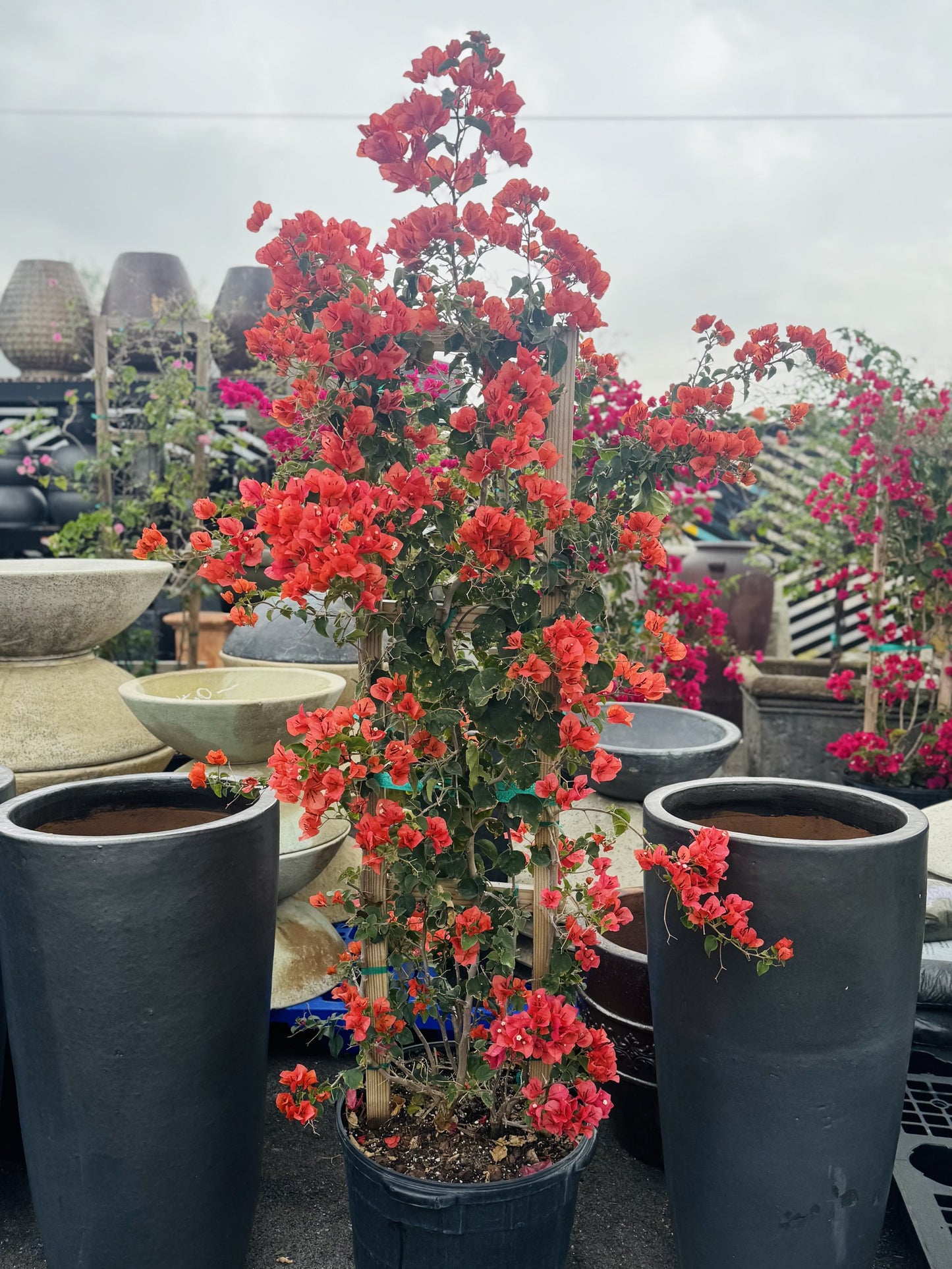 Orange 25 gal Bougainvillea