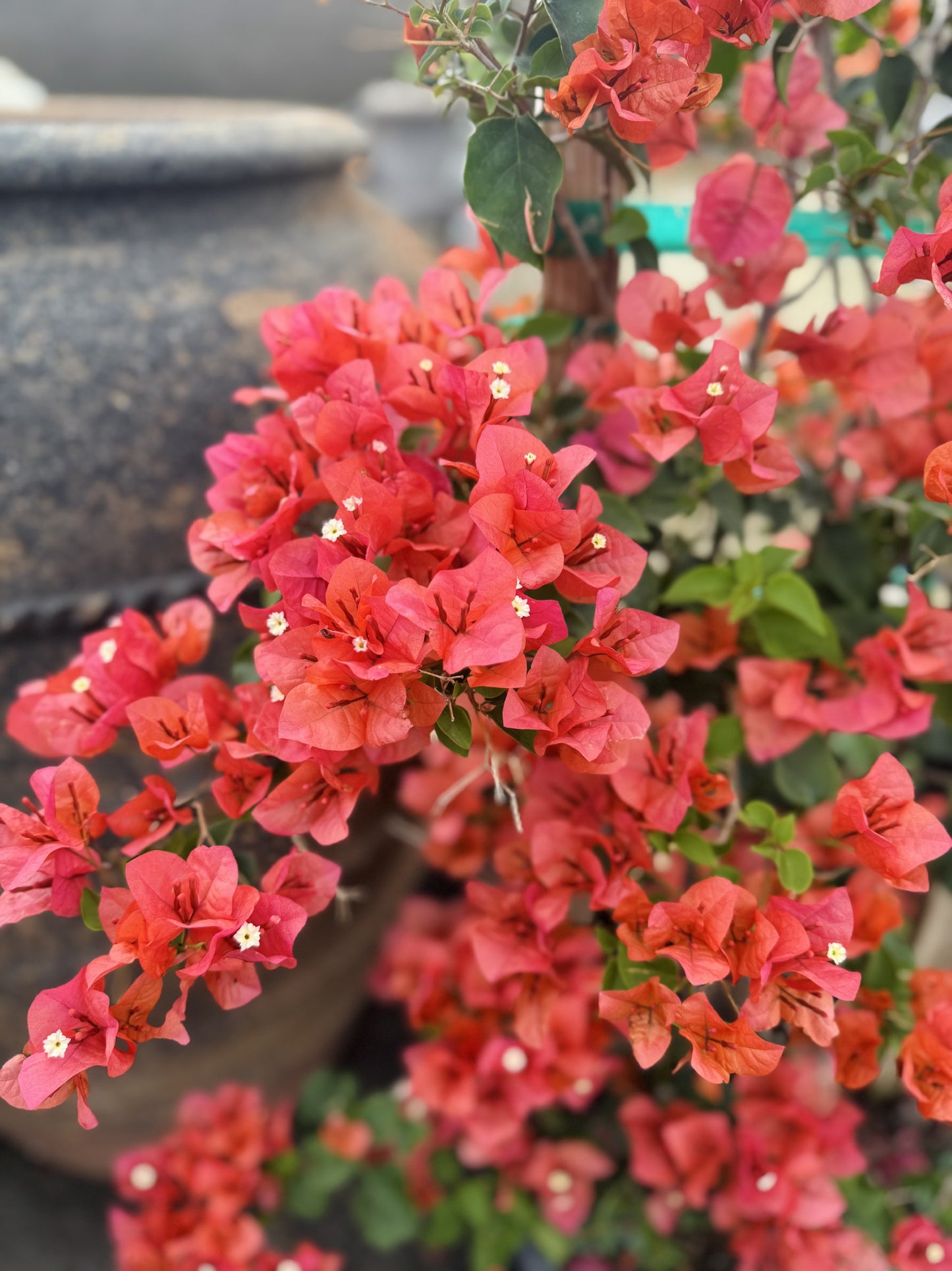 Orange 25 gal Bougainvillea