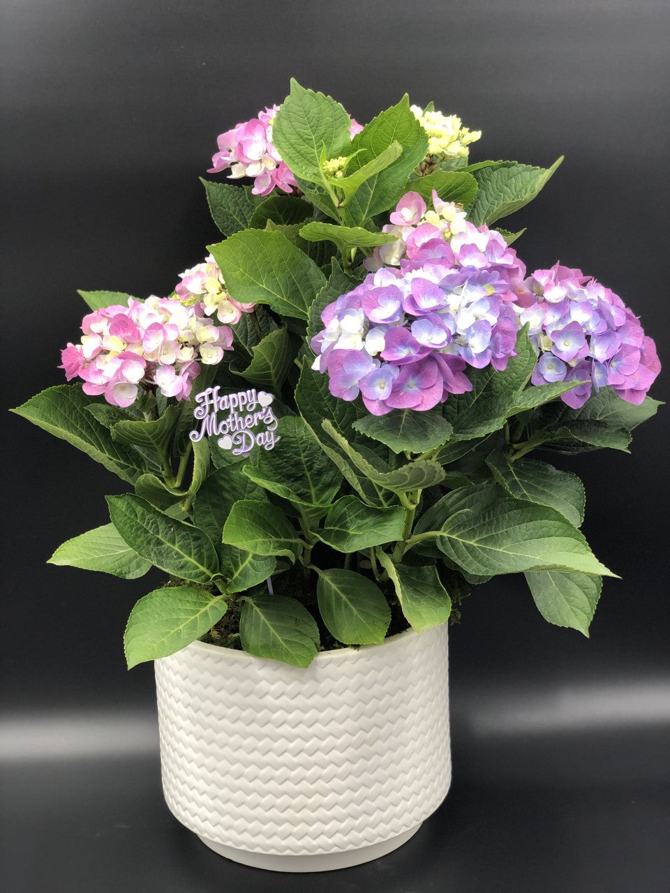 Mother's Favorite Plant