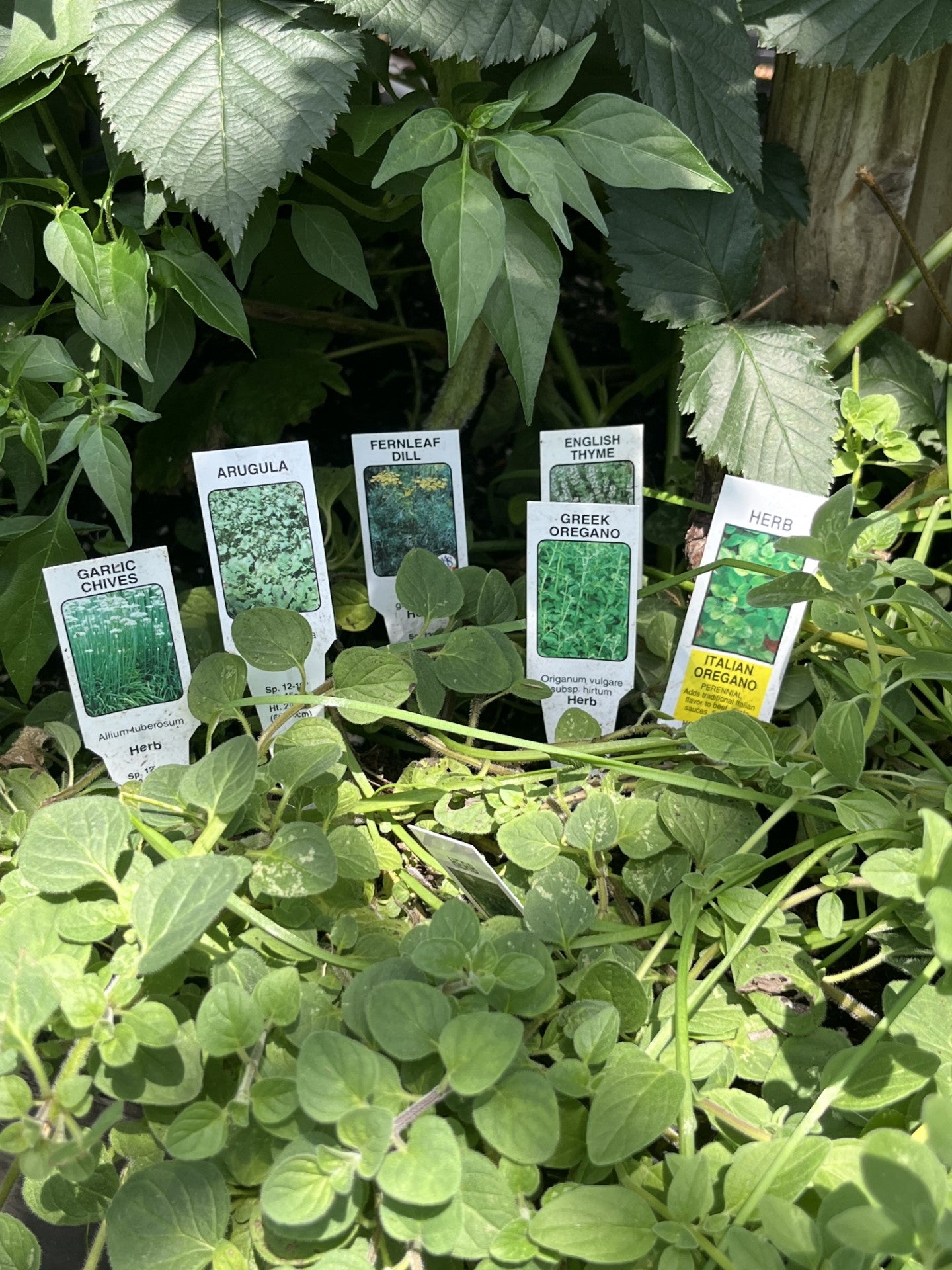 Today's Vegetable Garden