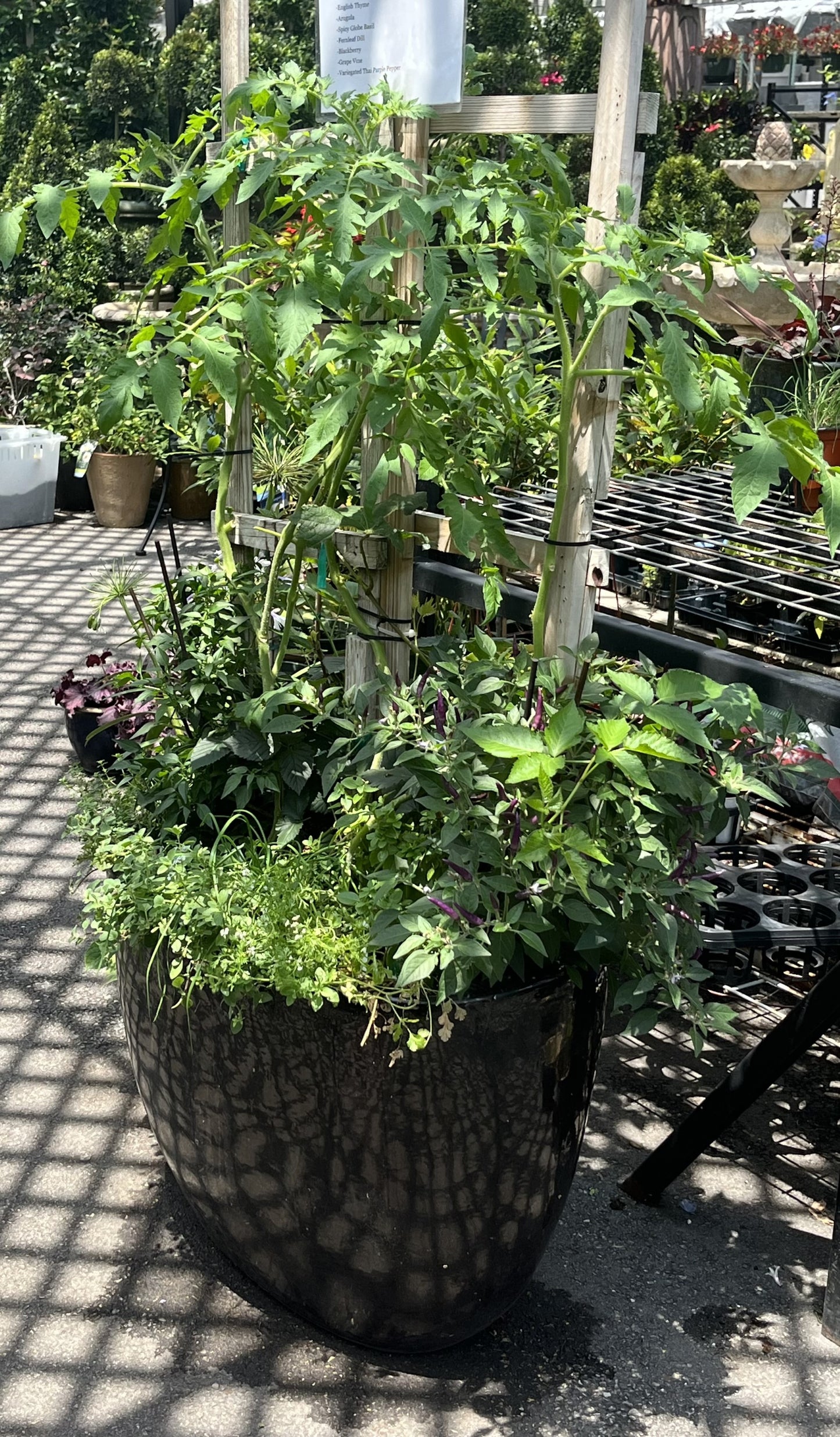 Today's Vegetable Garden