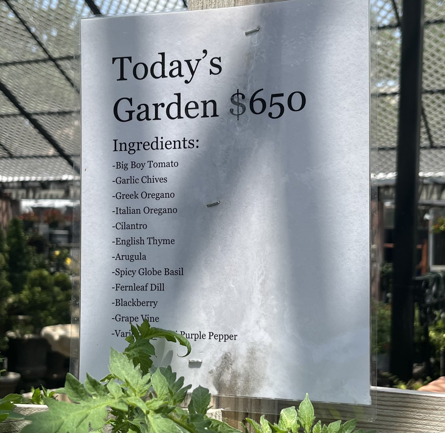 Today's Vegetable Garden