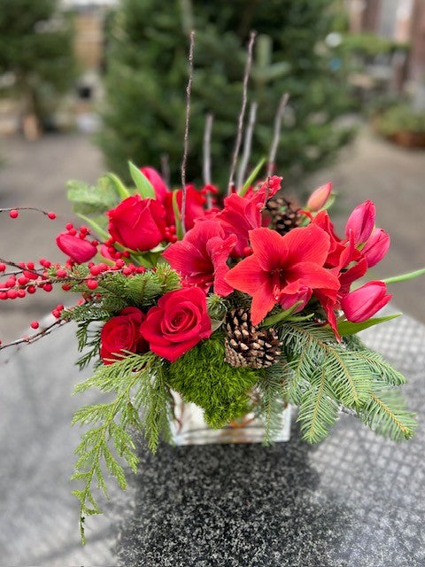 Christmas Reds