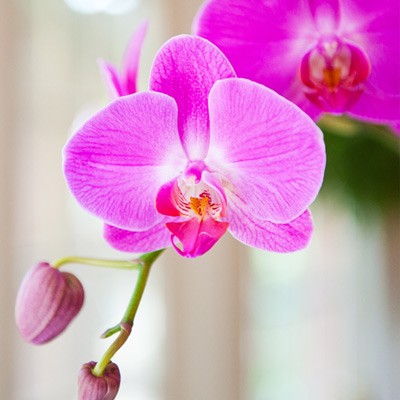 River Rocks Orchid Plant