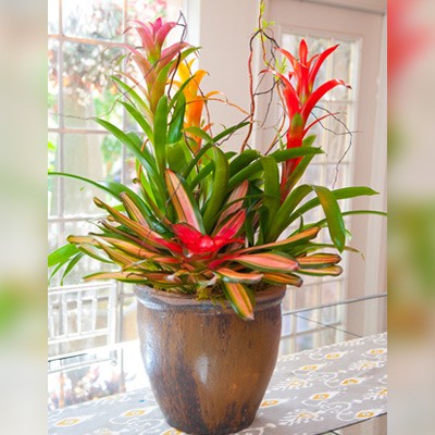 bromeliad plant pots Bromeliads