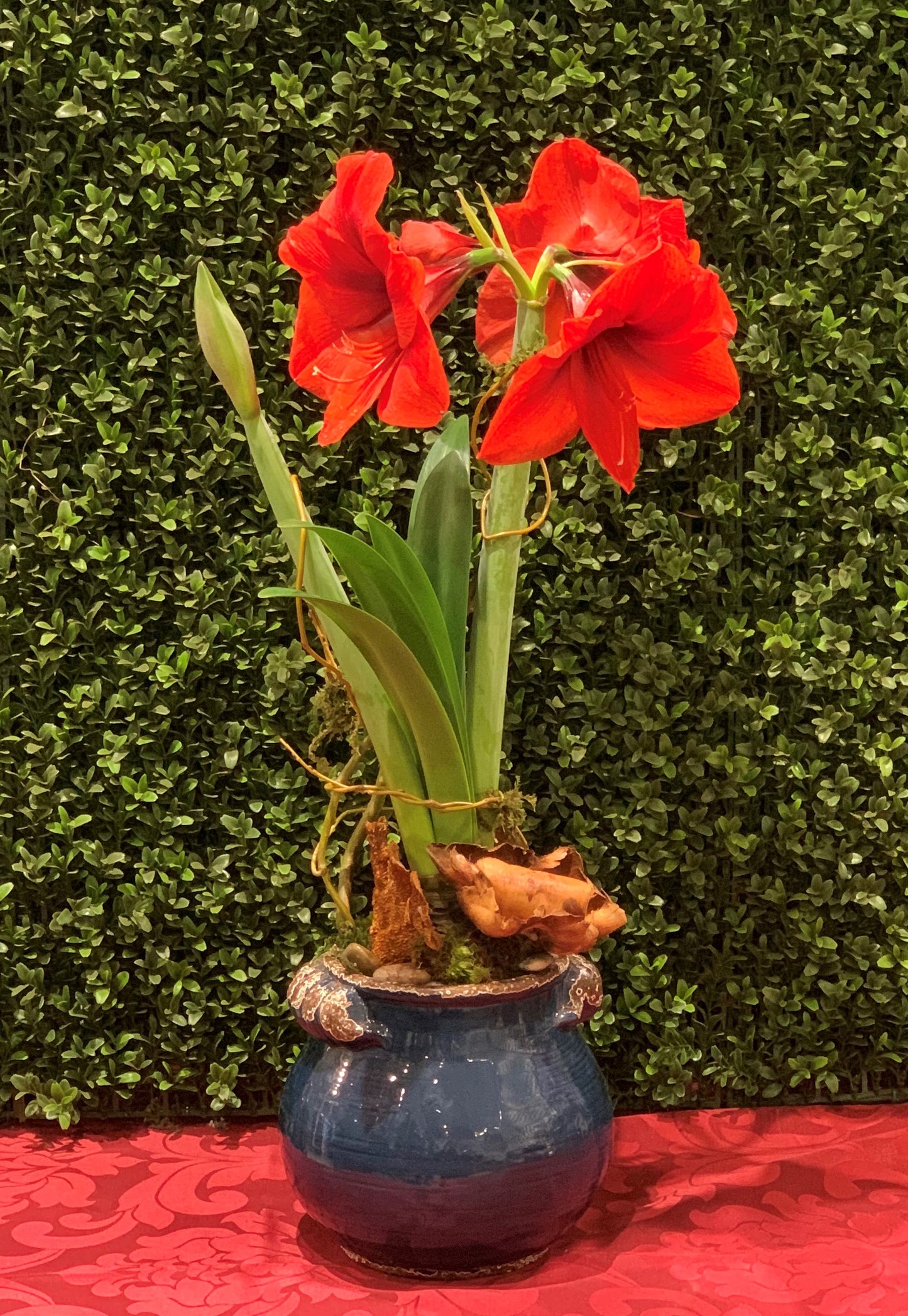 Amaryllis