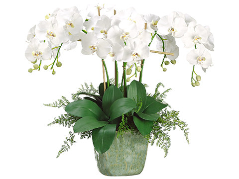 Blooming Orchid