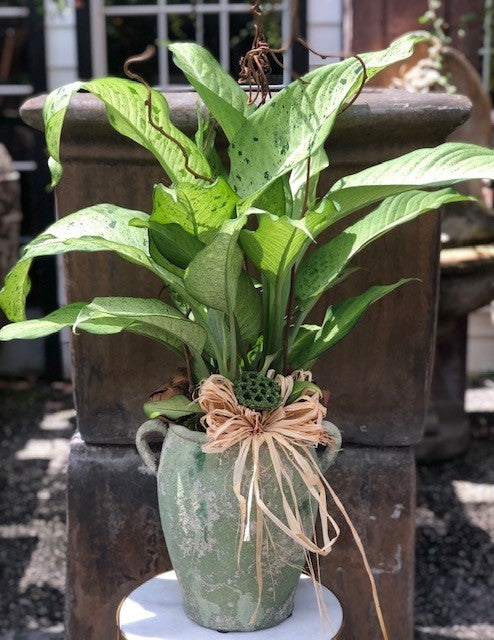 Chinese Evergreen II
