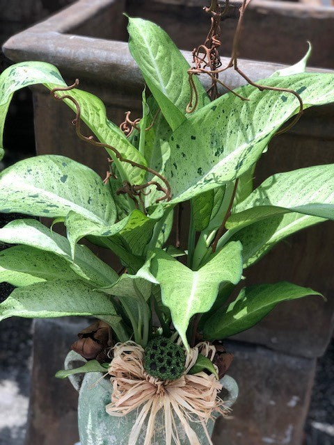 Chinese Evergreen II
