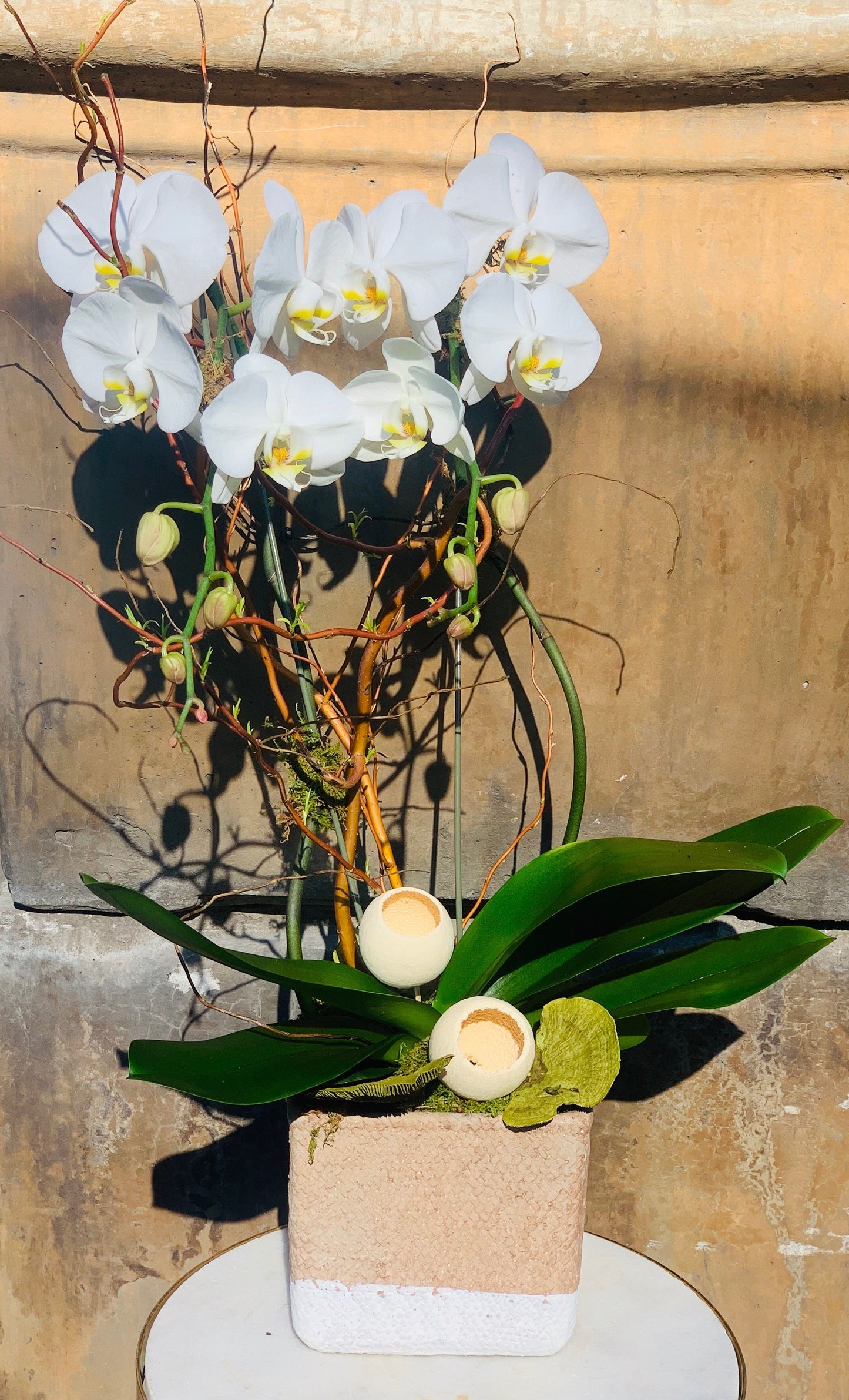 The Classic Double Orchid II