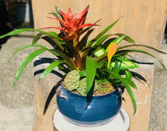 Double Bromeliad