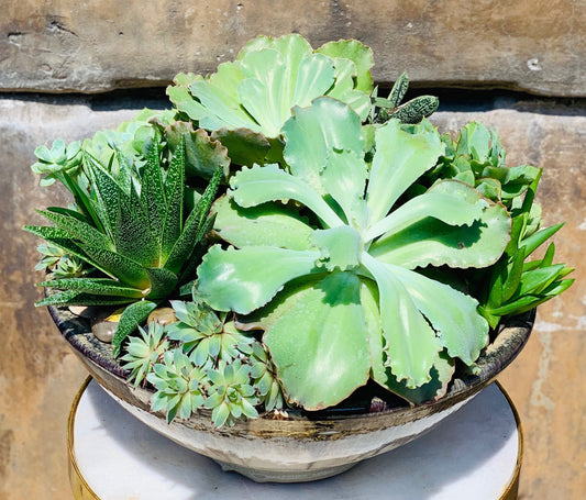 Succulent Surprise