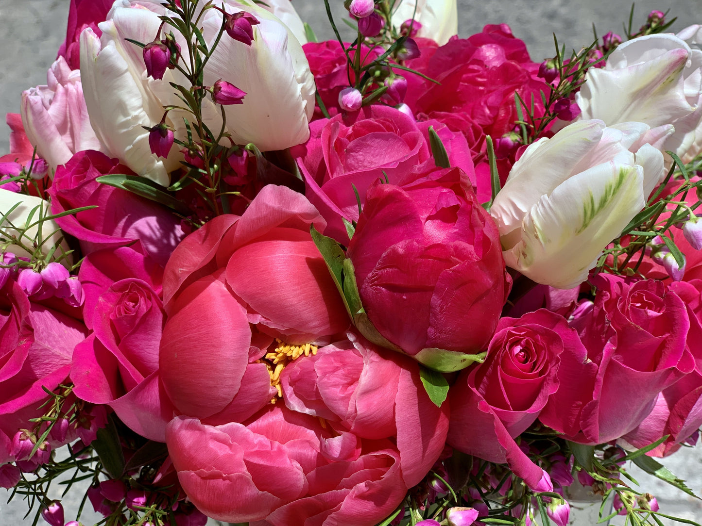 Sweet Peonies