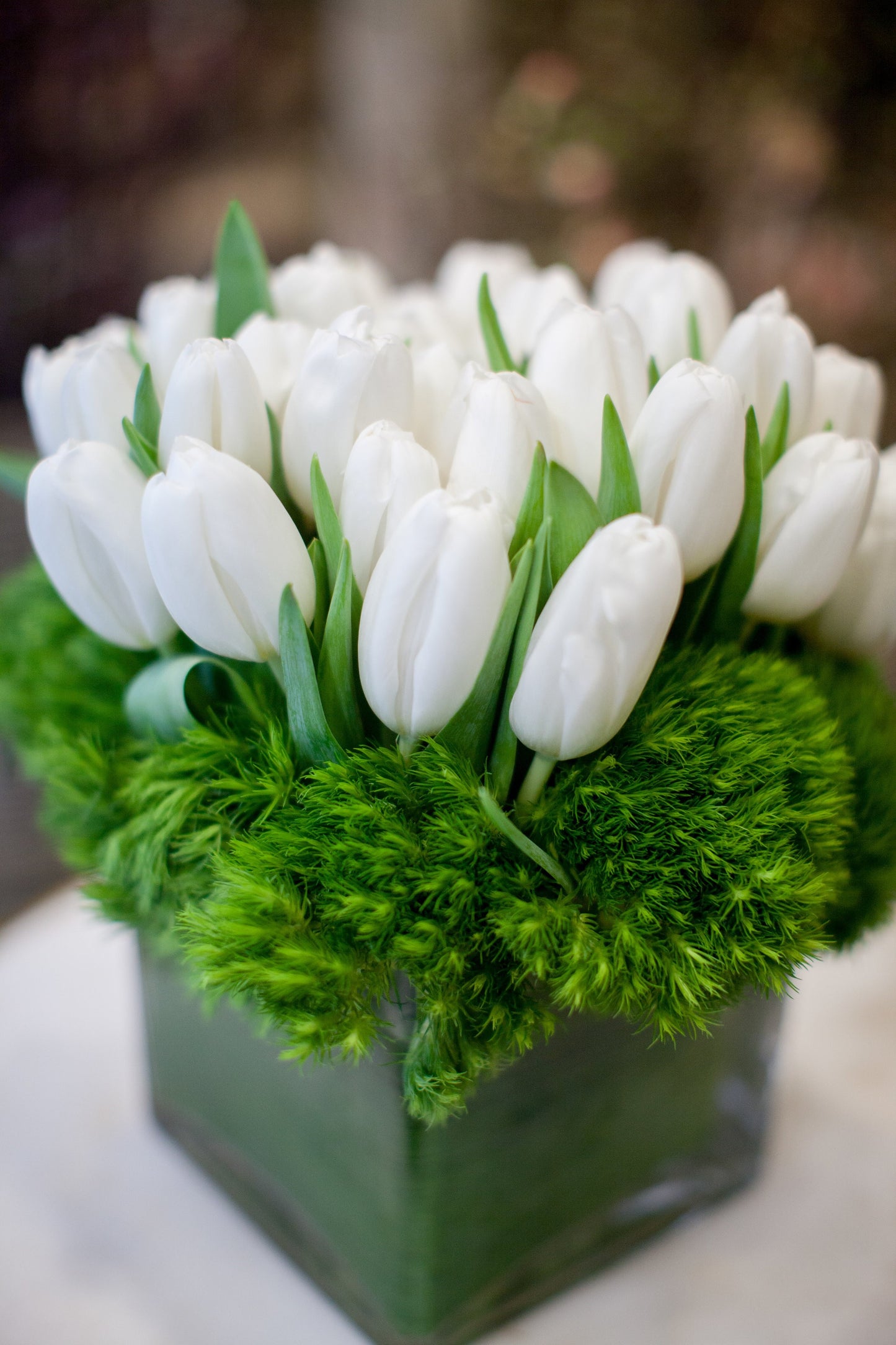Crisp Tulips