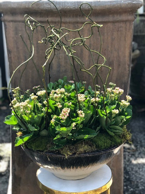 Kalanchoe Bowl