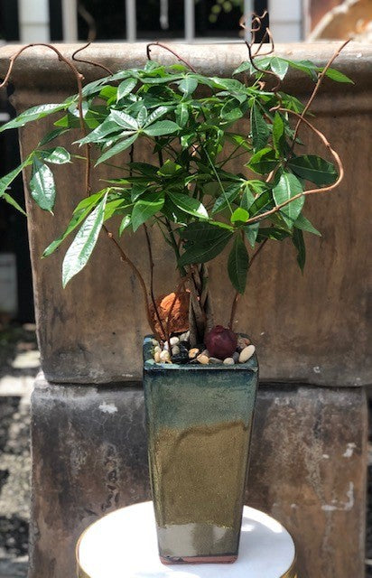 Money Tree