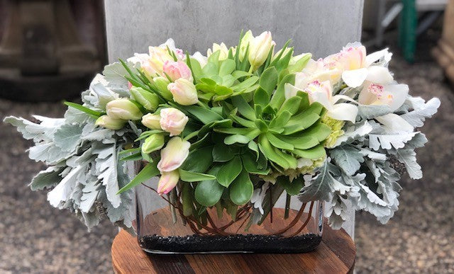 Oh, Succulent