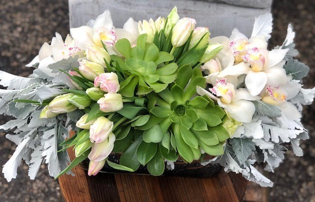 Oh, Succulent