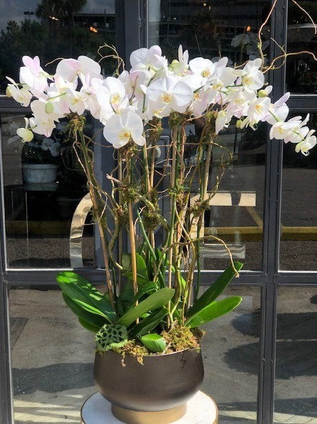 Orchid Collection