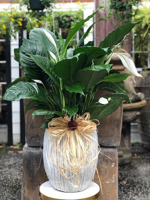 Peace Lily