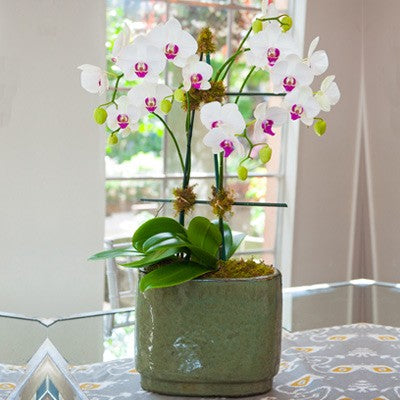 Double White Orchid