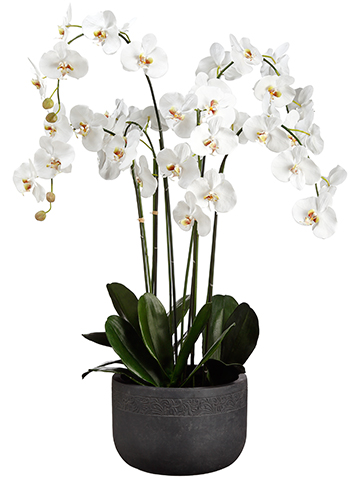 Silk Orchid